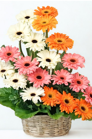 20 Mixed Gerberas Premium Floral Arrangement